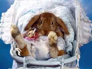 Подробнее о статье 65 картинок на Международный день кролика
