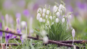 Подробнее о статье Красивые обои про весну (100 картинок)