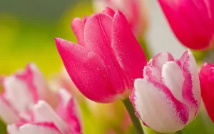 Подробнее о статье Самые красивые картинки весенних тюльпанов (26 фото)